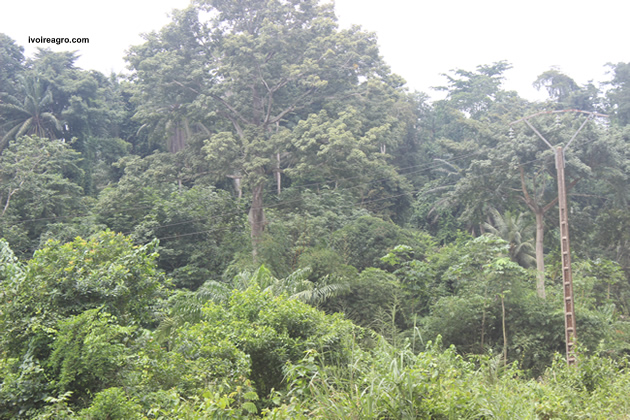 26/09/16 Forêts classées en Côte d’Ivoire : Il ne reste que 1,3 million d’hectares non dégradés
